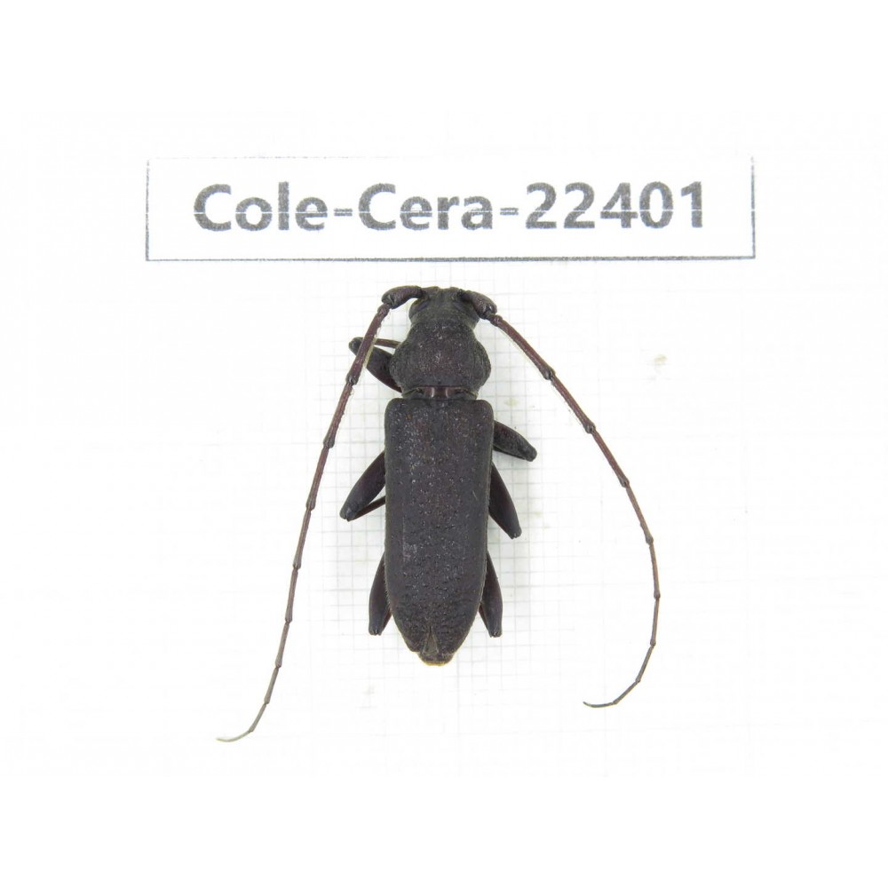 Cerambycidae sp. China,  Yunnan, Yuxi, Xinping county. 1Pcs. Cole-Cera-22401.