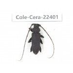 Cerambycidae sp. China,  Yunnan, Yuxi, Xinping county. 1Pcs. Cole-Cera-22401.