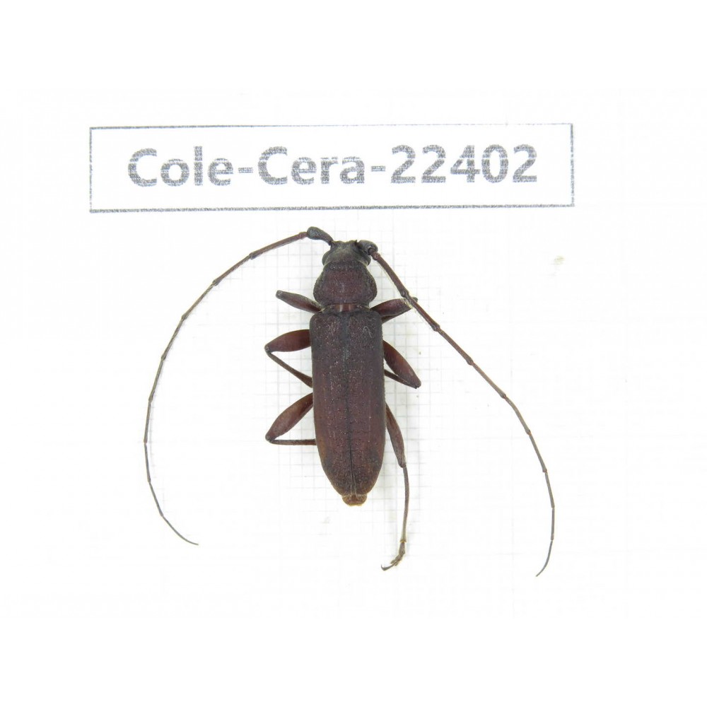 Cerambycidae sp. China,  Yunnan, Yuxi, Xinping county. 1Pcs. Cole-Cera-22402.