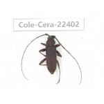 Cerambycidae sp. China,  Yunnan, Yuxi, Xinping county. 1Pcs. Cole-Cera-22402.