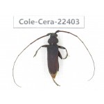 Cerambycidae sp. China,  Yunnan, Yuxi, Xinping county. 1Pcs. Cole-Cera-22403.