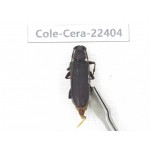 Cerambycidae sp. China,  Yunnan, Yuxi, Xinping county. 1Pcs. Cole-Cera-22404.