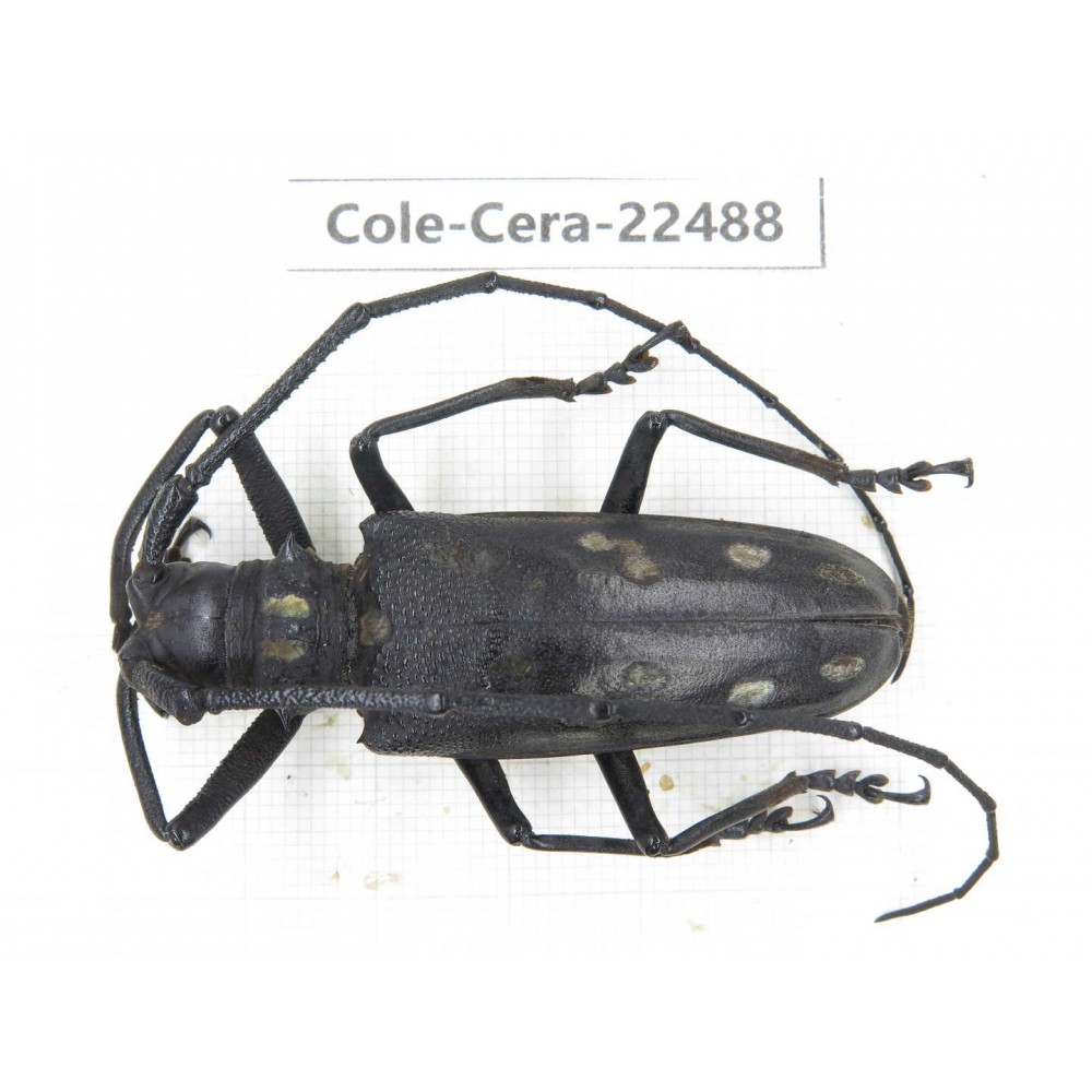 Cerambycidae sp. China, Guizhou, Tongren, Mt.Fanjingshan. 1Pcs. Cole-Cera-22488.