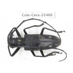 Cerambycidae sp. China, Guizhou, Tongren, Mt.Fanjingshan. 1Pcs. Cole-Cera-22488.
