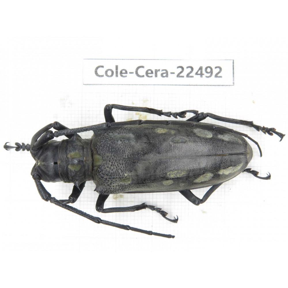 Cerambycidae sp. China, Guizhou, Tongren, Mt.Fanjingshan. 1Pcs. Cole-Cera-22492.