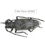Cerambycidae sp. China, Guizhou, Tongren, Mt.Fanjingshan. 1Pcs. Cole-Cera-22492.