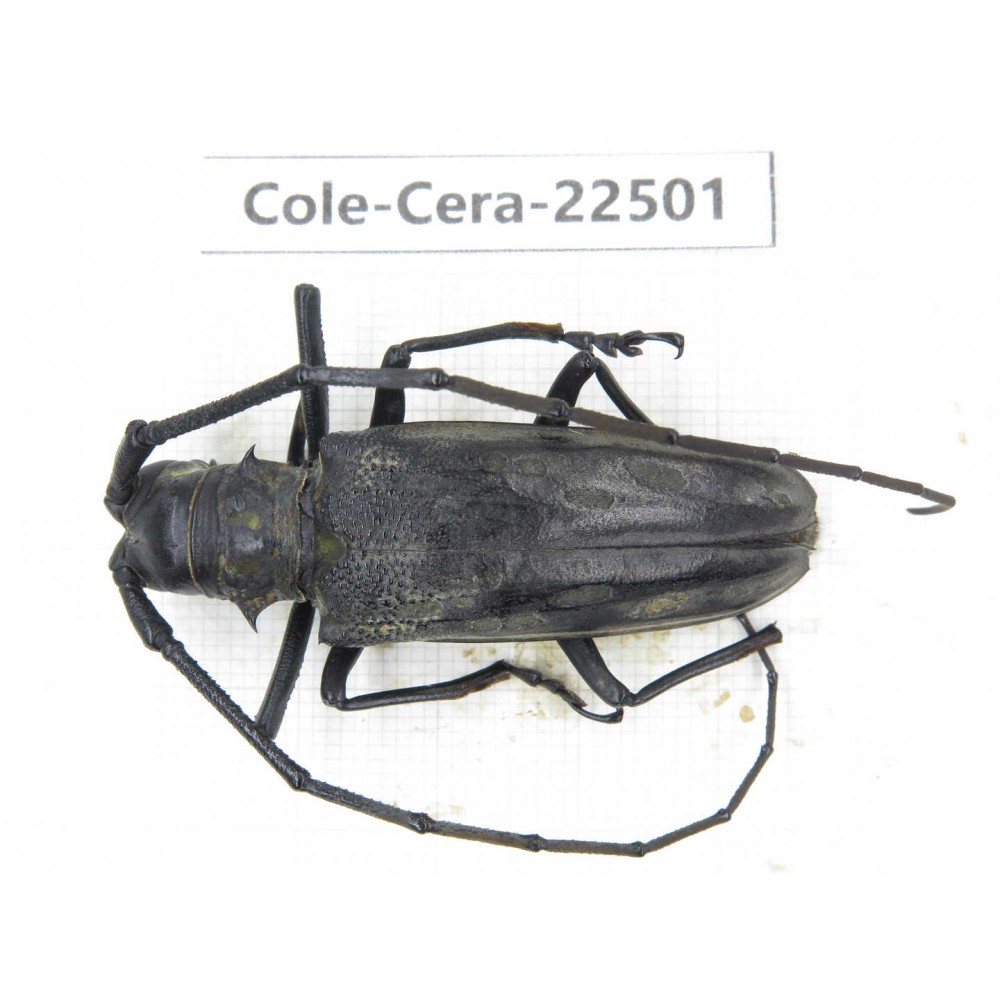 Cerambycidae sp. China, Guizhou, Tongren, Mt.Fanjingshan. 1Pcs. Cole-Cera-22501.