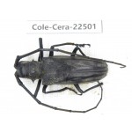Cerambycidae sp. China, Guizhou, Tongren, Mt.Fanjingshan. 1Pcs. Cole-Cera-22501.