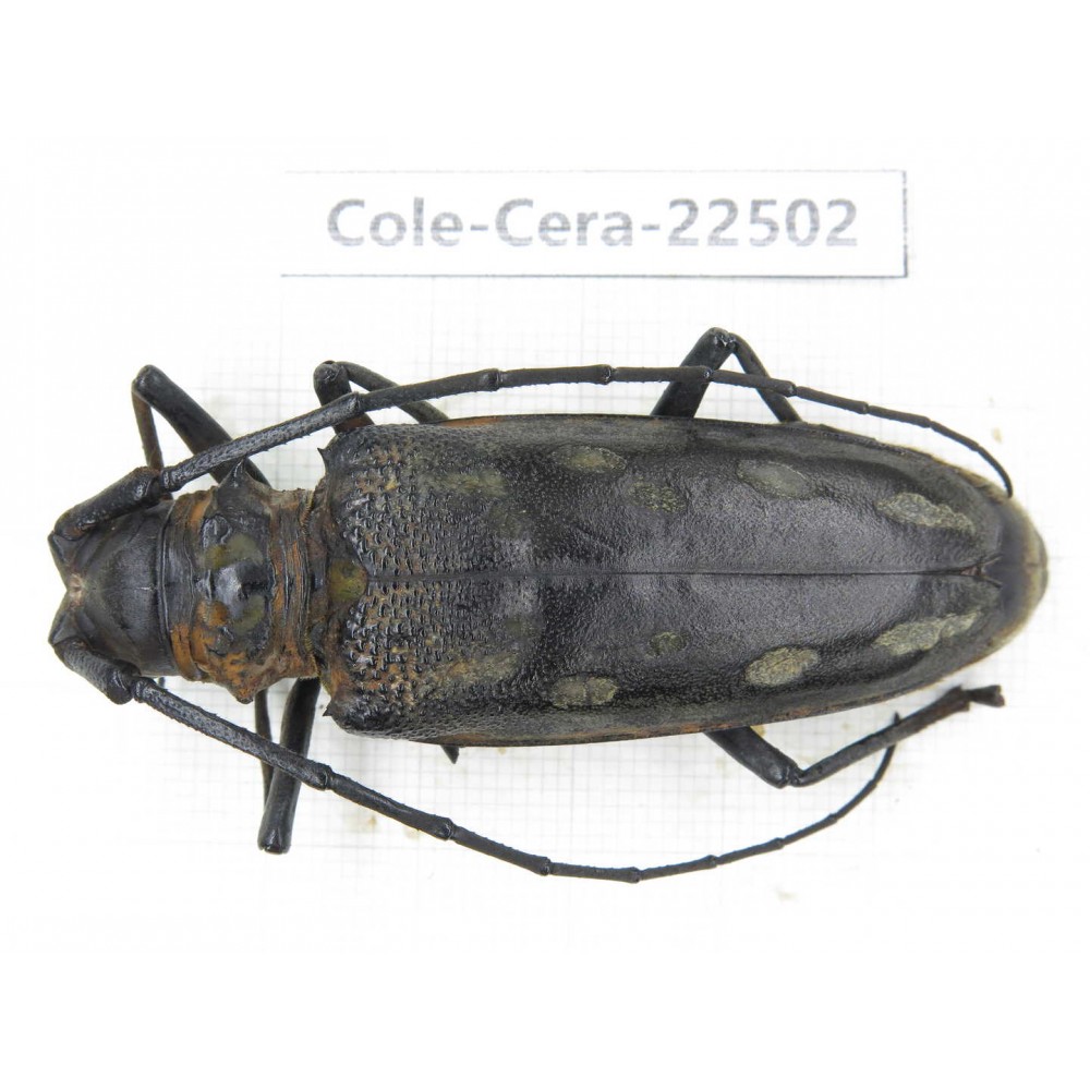 Cerambycidae sp. China, Guizhou, Tongren, Mt.Fanjingshan. 1Pcs. Cole-Cera-22502.