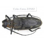 Cerambycidae sp. China, Guizhou, Tongren, Mt.Fanjingshan. 1Pcs. Cole-Cera-22502.