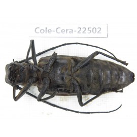 Cerambycidae sp. China, Guizhou, Tongren, Mt.Fanjingshan. 1Pcs. Cole-Cera-22502.