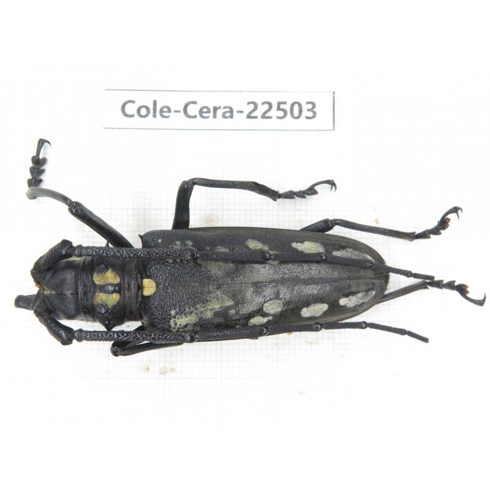 Cerambycidae sp. China, Guizhou, Tongren, Mt.Fanjingshan. 1Pcs. Cole-Cera-22503.