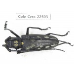 Cerambycidae sp. China, Guizhou, Tongren, Mt.Fanjingshan. 1Pcs. Cole-Cera-22503.