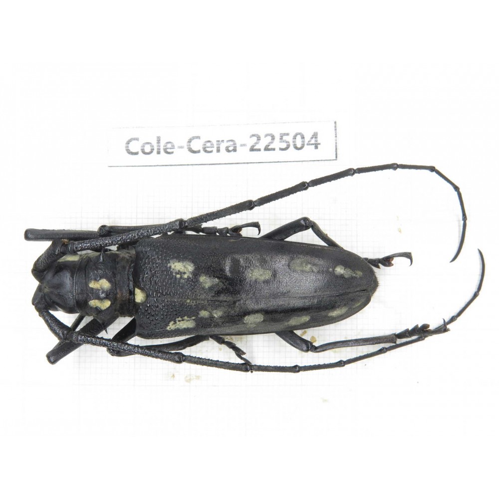 Cerambycidae sp. China, Guizhou, Tongren, Mt.Fanjingshan. 1Pcs. Cole-Cera-22504.