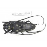 Cerambycidae sp. China, Guizhou, Tongren, Mt.Fanjingshan. 1Pcs. Cole-Cera-22504.