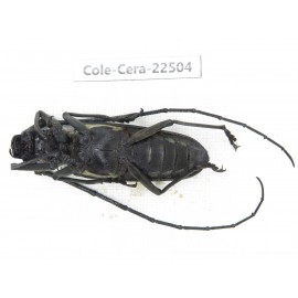 Cerambycidae sp. China, Guizhou, Tongren, Mt.Fanjingshan. 1Pcs. Cole-Cera-22504.