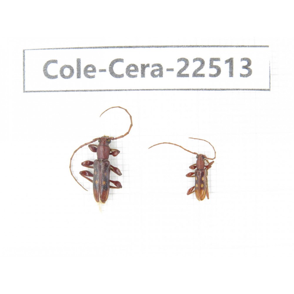 Cerambycidae sp. China, Guangxi, Guilin, Longsheng county. 2Pcs. Cole-Cera-22513.