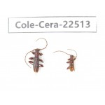 Cerambycidae sp. China, Guangxi, Guilin, Longsheng county. 2Pcs. Cole-Cera-22513.