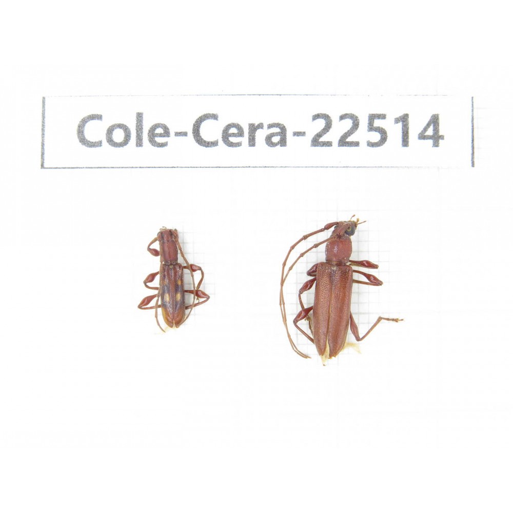 Cerambycidae sp. China, Guangxi, Guilin, Longsheng county. 2Pcs. Cole-Cera-22514.