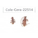 Cerambycidae sp. China, Guangxi, Guilin, Longsheng county. 2Pcs. Cole-Cera-22514.