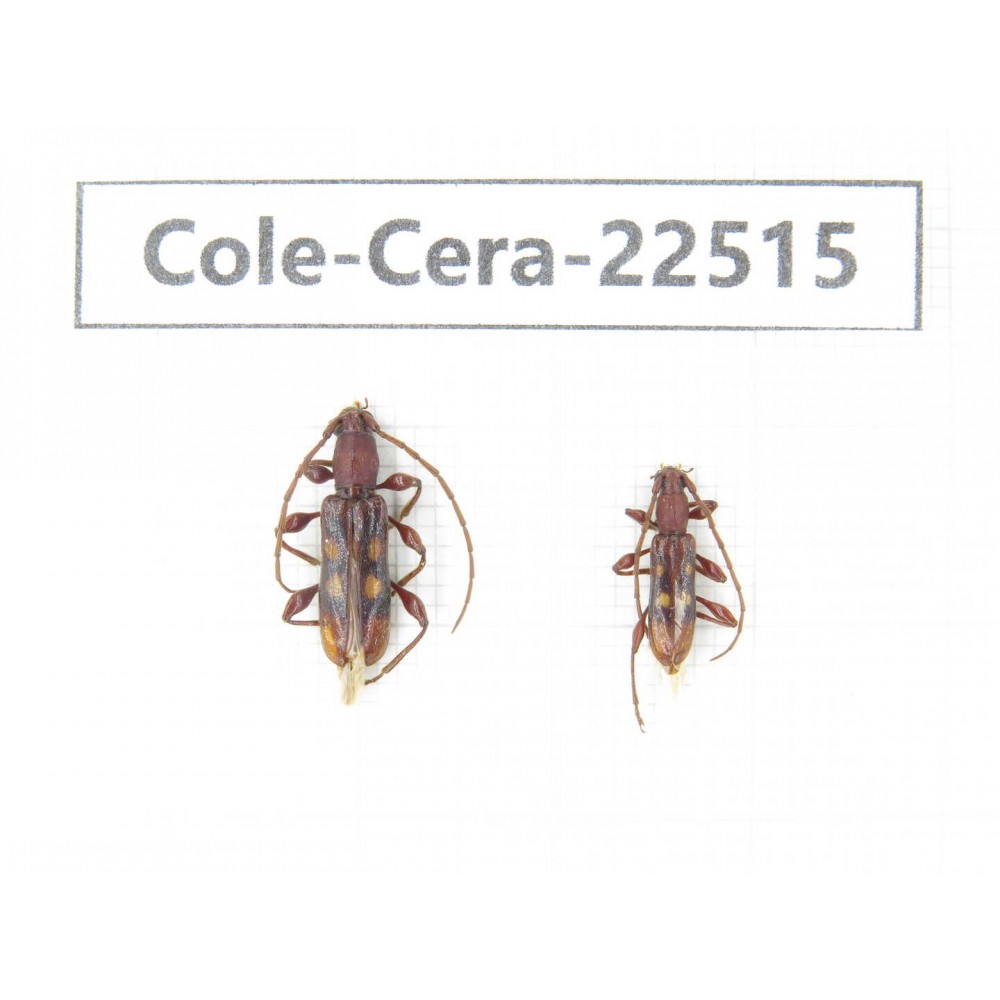 Cerambycidae sp. China, Guangxi, Guilin, Longsheng county. 2Pcs. Cole-Cera-22515.