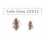 Cerambycidae sp. China, Guangxi, Guilin, Longsheng county. 2Pcs. Cole-Cera-22515.
