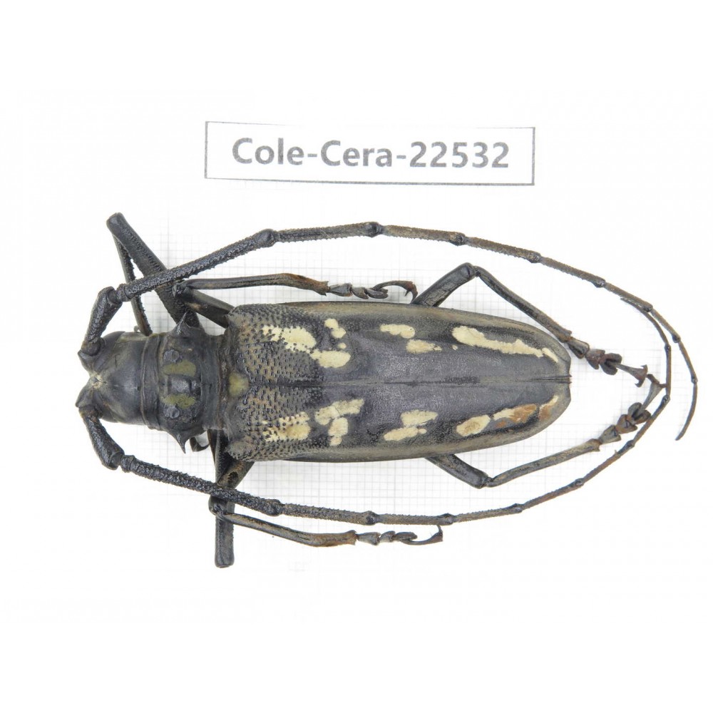 Cerambycidae sp. China, Guizhou, Bijie, Jinsha county. 1Pcs. Cole-Cera-22532.