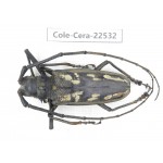 Cerambycidae sp. China, Guizhou, Bijie, Jinsha county. 1Pcs. Cole-Cera-22532.