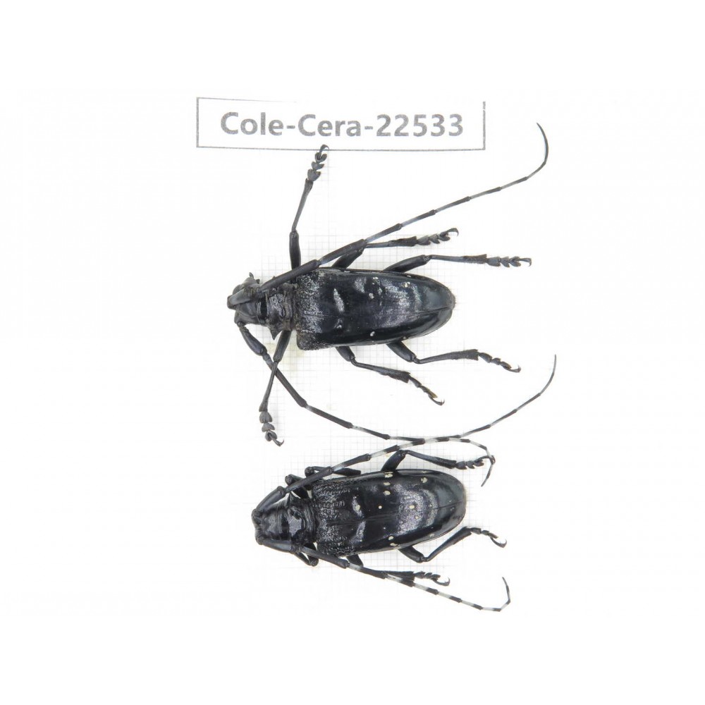 Cerambycidae sp. China, Guizhou, Bijie, Jinsha county. 1P. Cole-Cera-22533.