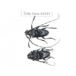 Cerambycidae sp. China, Guizhou, Bijie, Jinsha county. 1P. Cole-Cera-22533.