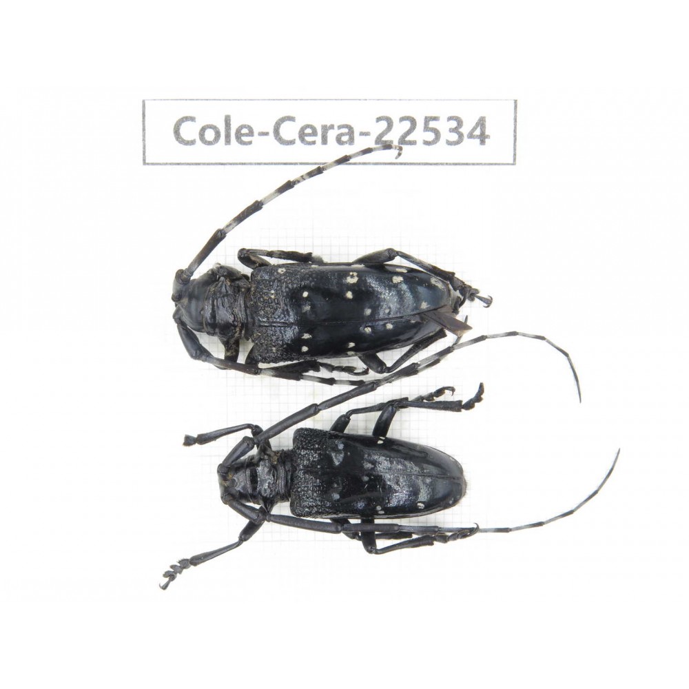 Cerambycidae sp. China, Guizhou, Bijie, Jinsha county. 1P. Cole-Cera-22534.