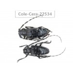 Cerambycidae sp. China, Guizhou, Bijie, Jinsha county. 1P. Cole-Cera-22534.
