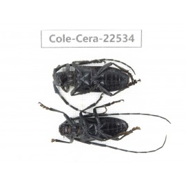 Cerambycidae sp. China, Guizhou, Bijie, Jinsha county. 1P. Cole-Cera-22534.