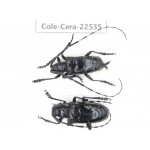 Cerambycidae sp. China, Guizhou, Bijie, Jinsha county. 1P. Cole-Cera-22535.