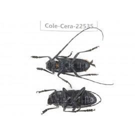 Cerambycidae sp. China, Guizhou, Bijie, Jinsha county. 1P. Cole-Cera-22535.
