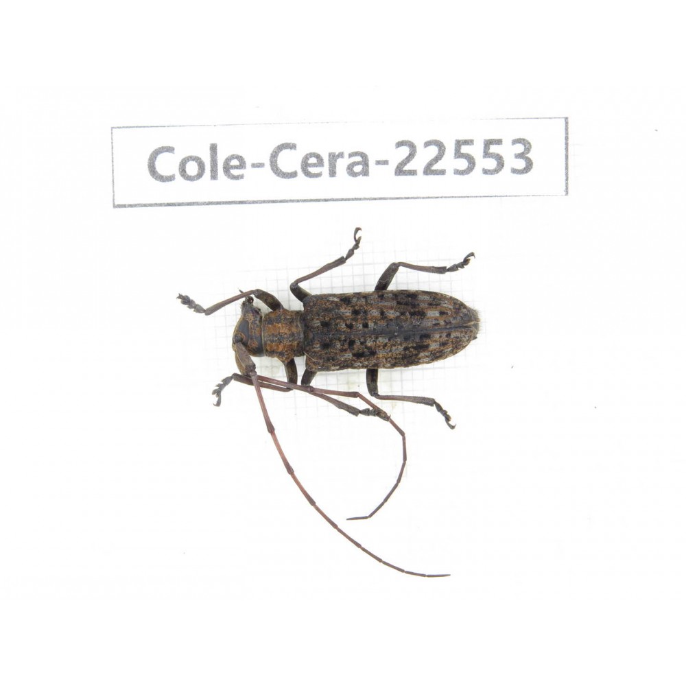 Cerambycidae sp. China, Guizhou, Bijie, Jinsha county. 1Pcs. Cole-Cera-22553.