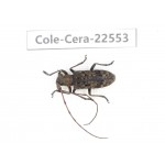 Cerambycidae sp. China, Guizhou, Bijie, Jinsha county. 1Pcs. Cole-Cera-22553.
