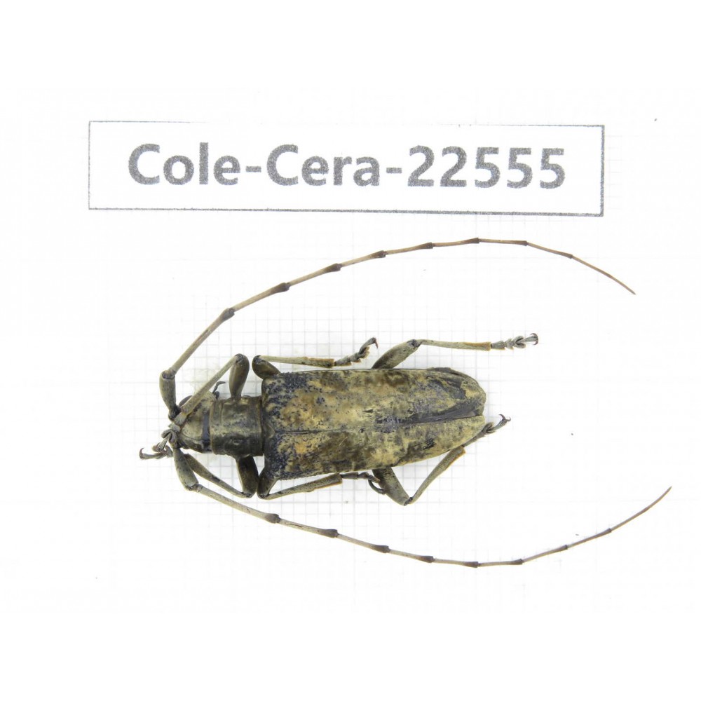 Cerambycidae sp. China, Guizhou, Bijie, Jinsha county. 1Pcs. Cole-Cera-22555.