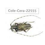 Cerambycidae sp. China, Guizhou, Bijie, Jinsha county. 1Pcs. Cole-Cera-22555.