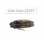 Cerambycidae sp. China, Guizhou, Bijie, Jinsha county. 1Pcs. Cole-Cera-22557.