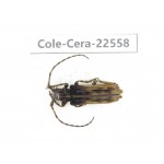 Cerambycidae sp. China, Guizhou, Bijie, Jinsha county. 1Pcs. Cole-Cera-22558.