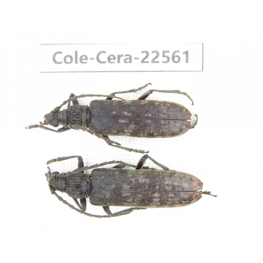 Cerambycidae sp. China, Guizhou, Bijie, Jinsha county. 2F. Cole-Cera-22561.