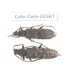 Cerambycidae sp. China, Guizhou, Bijie, Jinsha county. 2F. Cole-Cera-22561.