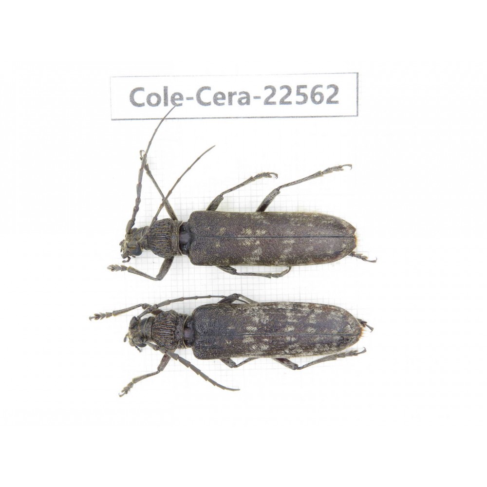 Cerambycidae sp. China, Guizhou, Bijie, Jinsha county. 2F. Cole-Cera-22562.