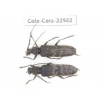Cerambycidae sp. China, Guizhou, Bijie, Jinsha county. 2F. Cole-Cera-22562.