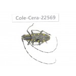 Cerambycidae sp. China, Guizhou, Bijie, Jinsha county. 1Pcs. Cole-Cera-22569.
