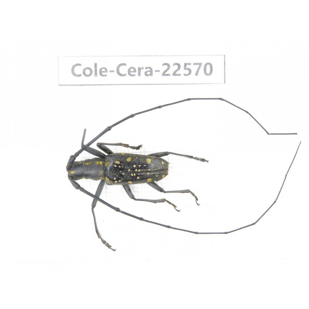 Cerambycidae sp. China, Guizhou, Bijie, Jinsha county. 1Pcs. Cole-Cera-22570.