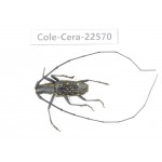Cerambycidae sp. China, Guizhou, Bijie, Jinsha county. 1Pcs. Cole-Cera-22570.