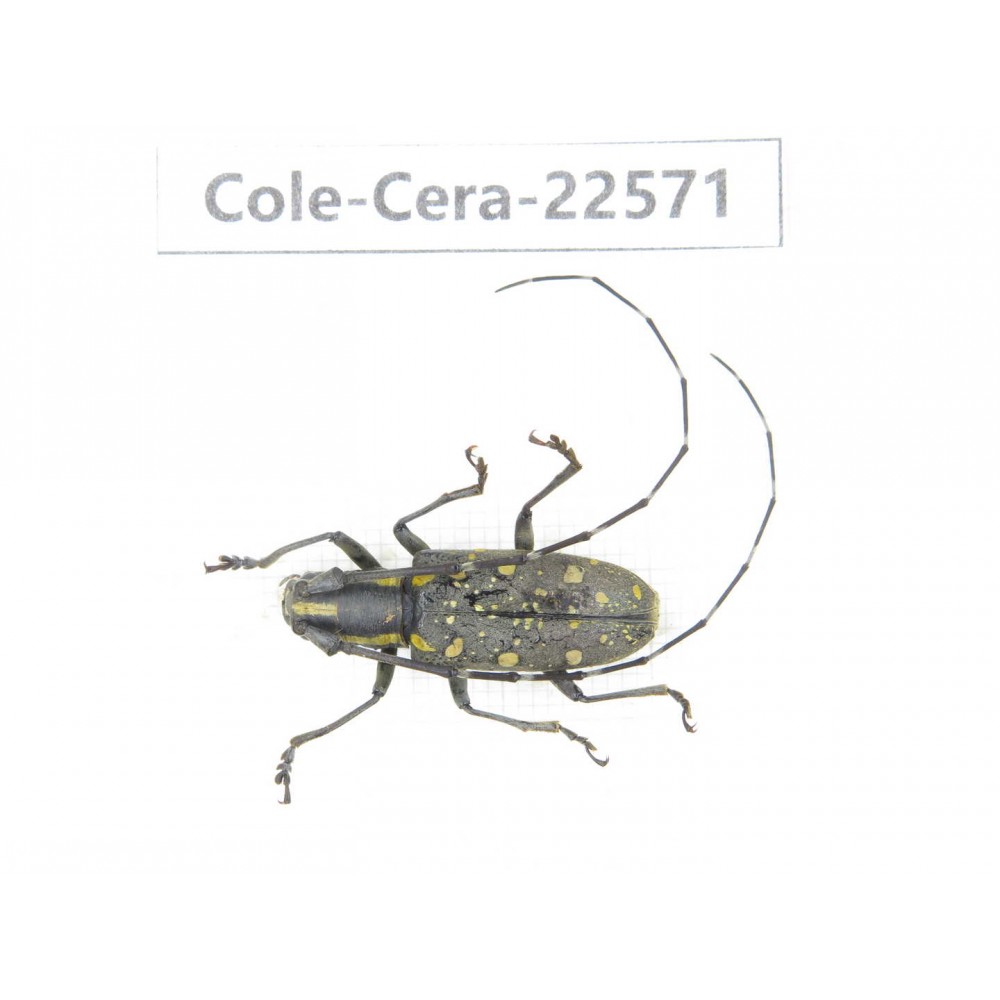 Cerambycidae sp. China, Guizhou, Bijie, Jinsha county. 1Pcs. Cole-Cera-22571.