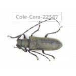 Cerambycidae sp. China, Guizhou, Bijie, Jinsha county. 1Pcs. Cole-Cera-22587.